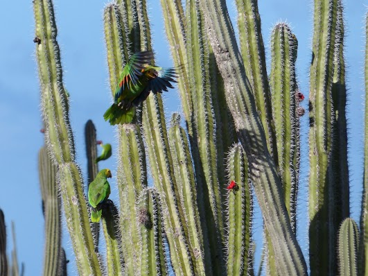 Bonaire Island PJ4D DX News 2013 Bonaire Island PJ4D DX News 2013