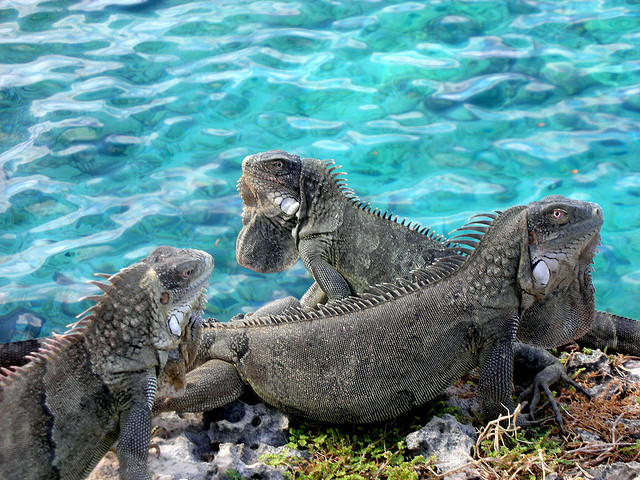 Остров Бонайре PJ4HZ Остров Бонайре PJ4HZ