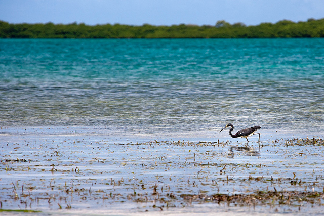 Остров Бонайре PJ4HZ DX Новости Остров Бонайре PJ4HZ DX Новости