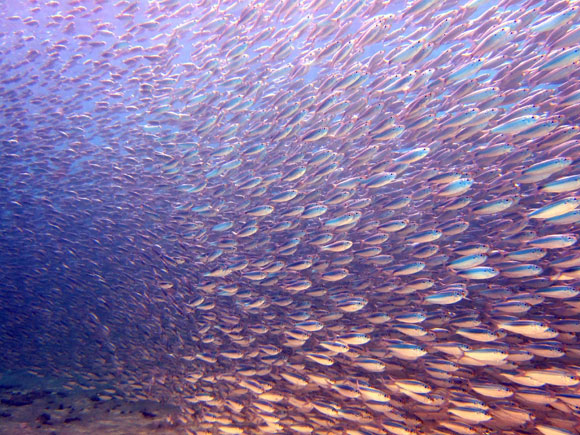 Bonaire Island PJ4M  Bonaire Island PJ4M