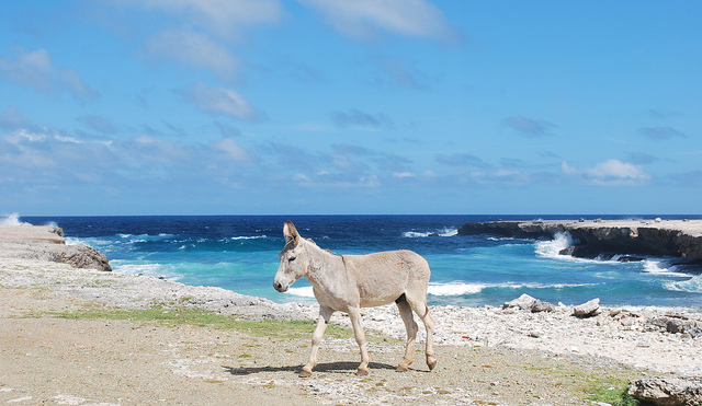 Bonaire Island PJ4M DX News Bonaire Island PJ4M DX News
