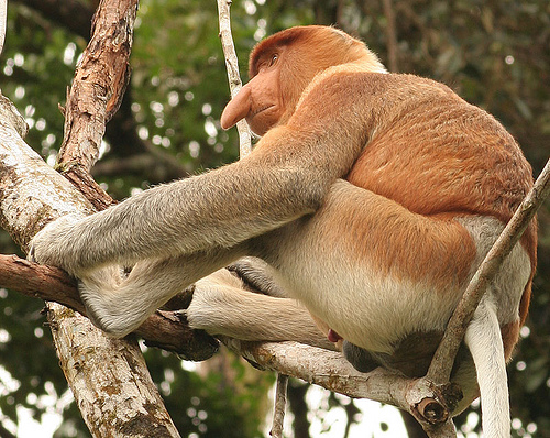 Остров Борнео 9M6/UA3QNS DX Новости Обезьяна Остров Борнео 9M6/UA3QNS DX Новости Обезьяна