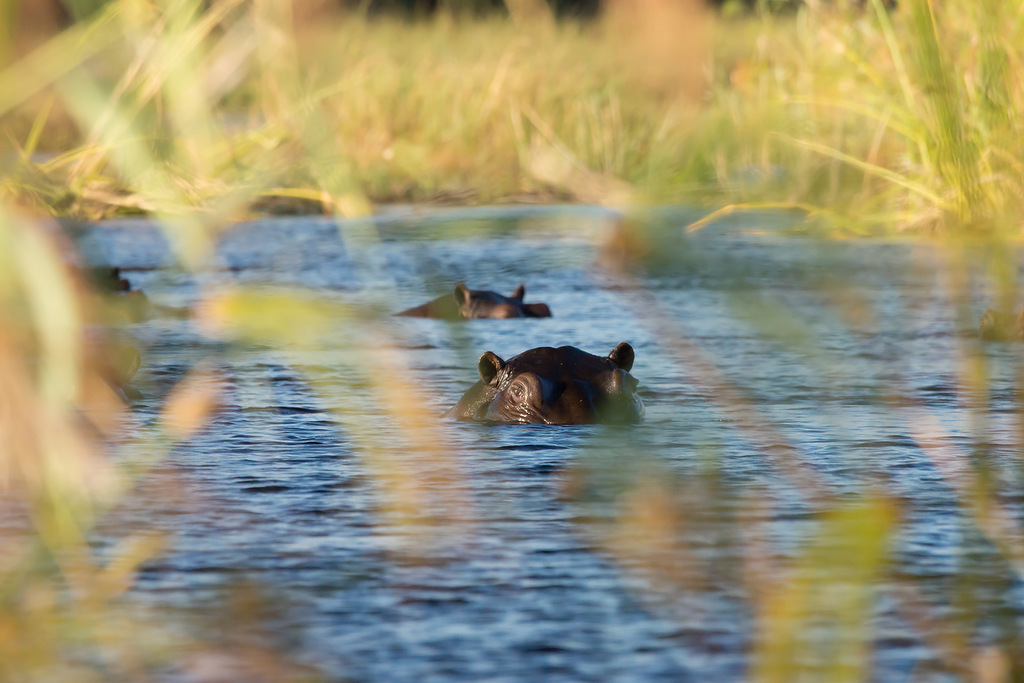 Botswana A22D DX News Botswana A22D DX News