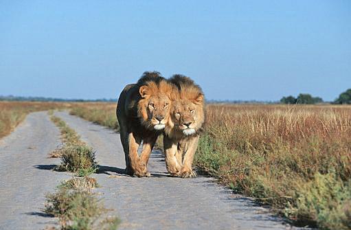 Botswana A22LL DX News Botswana A22LL DX News