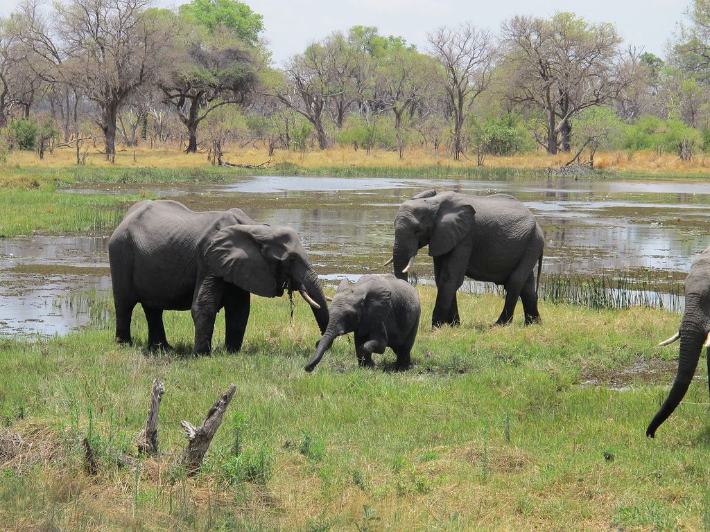 Botswana A25DJ DX News Botswana A25DJ DX News