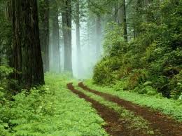Carib Indian Territory J70SWD Forest Carib Indian Territory J70SWD Forest