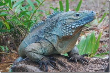 Cayman Islands DX News ZF2LC Blue Iguana Cayman Islands DX News ZF2LC Blue Iguana