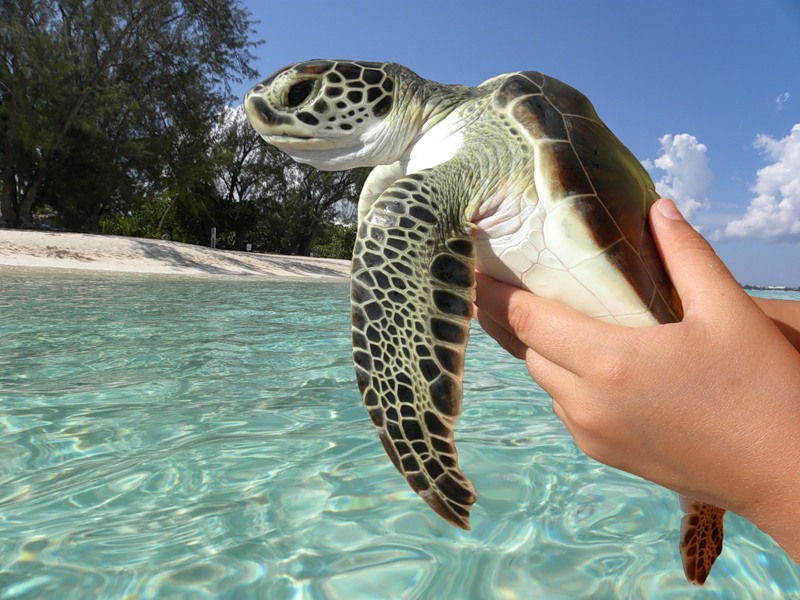 Cayman Islands ZF2AM 2012 Cayman Islands ZF2AM 2012