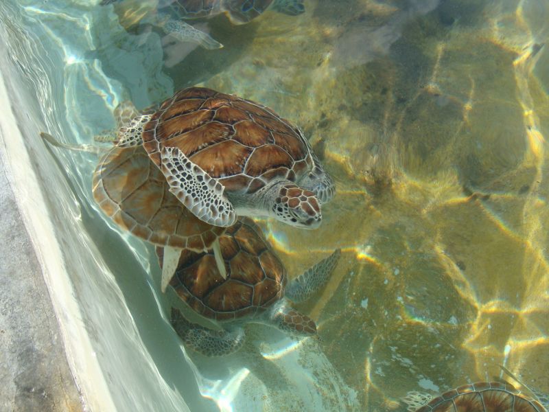 Cayman Islands ZF2AW DX News Cayman Islands ZF2AW DX News