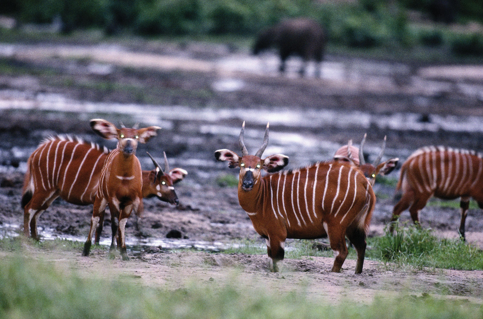 Национальный парк Баминги Бангоран