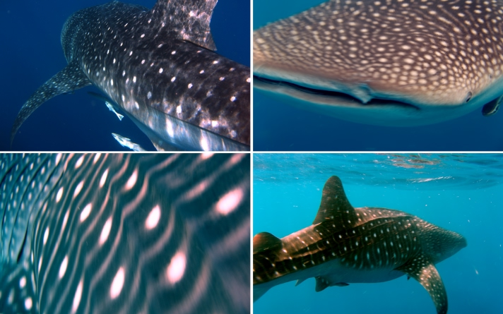 Chagos Islands DX News VQ9ZZ