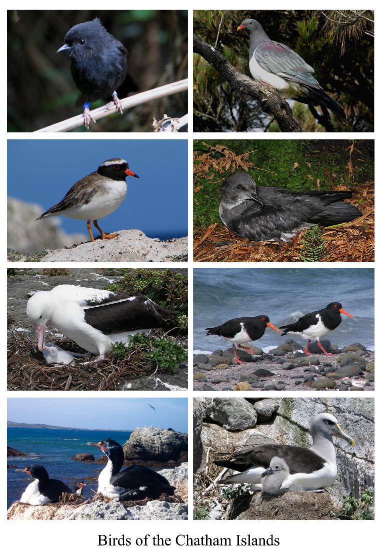 Птицы Архипелага Чатем  Птицы Архипелага Чатем