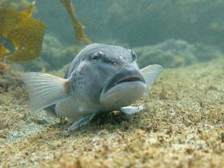 Chatham Islands DX News ZL7NV Chatham Islands DX News ZL7NV