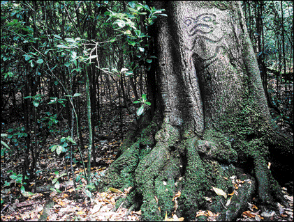 ChathamIsland ChathamIsland