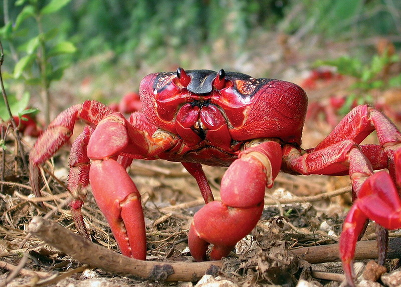 Christmas Island VK9XS 2012 DX News Christmas Island VK9XS 2012 DX News