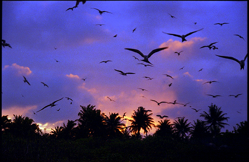 Остров Рождества Остров Киритимати Кирибати T32JB DX Новости Остров Рождества Остров Киритимати Кирибати T32JB DX Новости