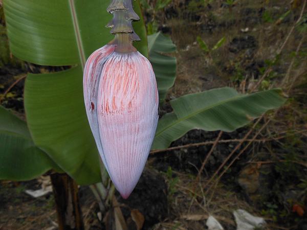 Коморские острова D64K DX Новости 1 Цветок Коморские острова D64K DX Новости 1 Цветок