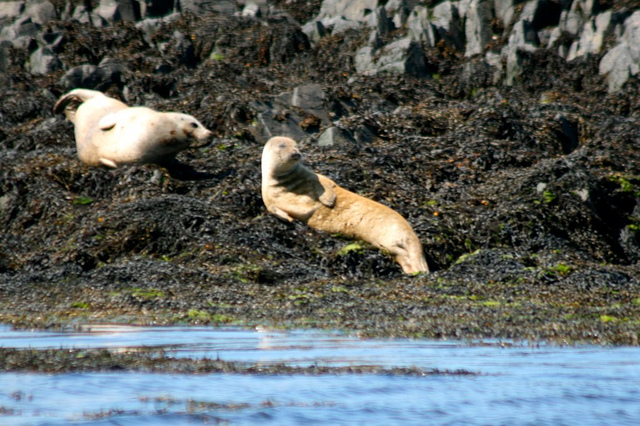 Copeland Island GI0SSA/P DX News