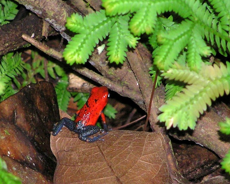 Costa Rica TI5A Poisonous Frog Blue Jeans Costa Rica TI5A Poisonous Frog Blue Jeans