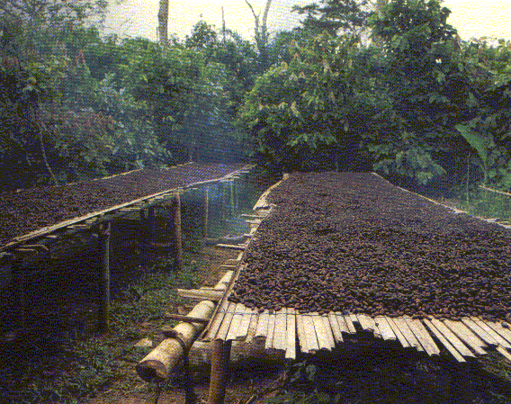 Cote DIvoire Ivory Coast Cacao TU2T