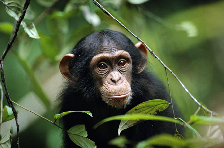 Cote DIvoire Ivory Coast TU2T