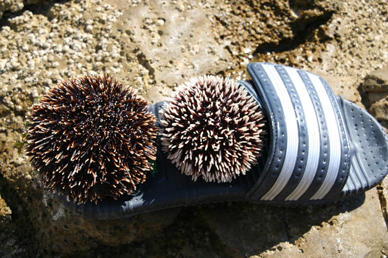 Crvena Otok Red Island 9A/UT2II Croatia DX News Hedgehogs Crvena Otok Red Island 9A/UT2II Croatia DX News Hedgehogs