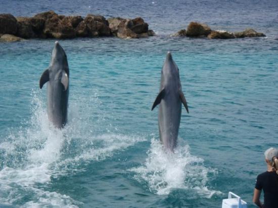 Curacao Island PJ2/AA9A DX News Curacao Island PJ2/AA9A DX News