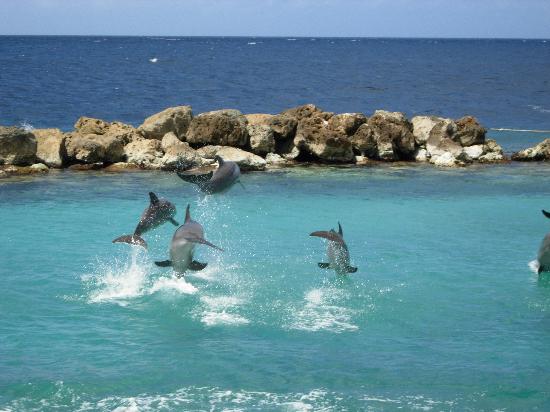 Curacao Island PJ2/K9SG Curacao Island PJ2/K9SG