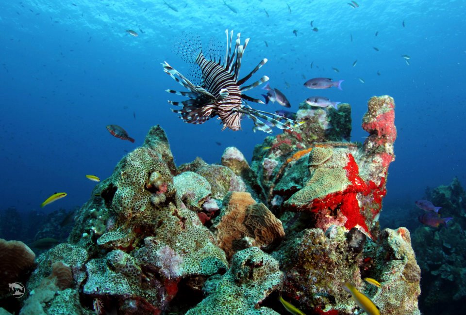 Curacao Island PJ2/PA7JWC PJ2/PD7DB Curacao Island PJ2/PA7JWC PJ2/PD7DB