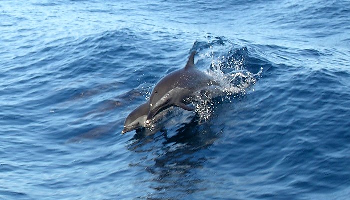 Curacao Island PJ2N DX News Curacao Island PJ2N DX News