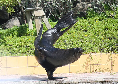 Curacao Island Sea Lion PJ2/DF7DQ Curacao Island Sea Lion PJ2/DF7DQ