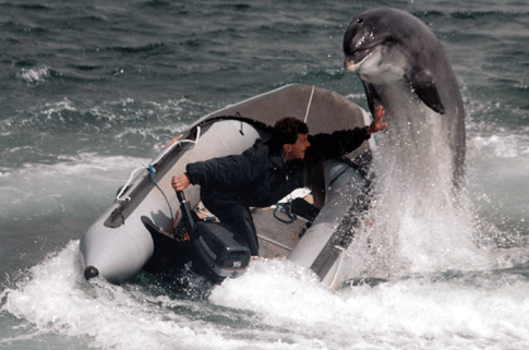 Нападение дельфинов. Дельфины нападают на людей. Нападение дельфинов на людей. Нападение дельфина на человека.