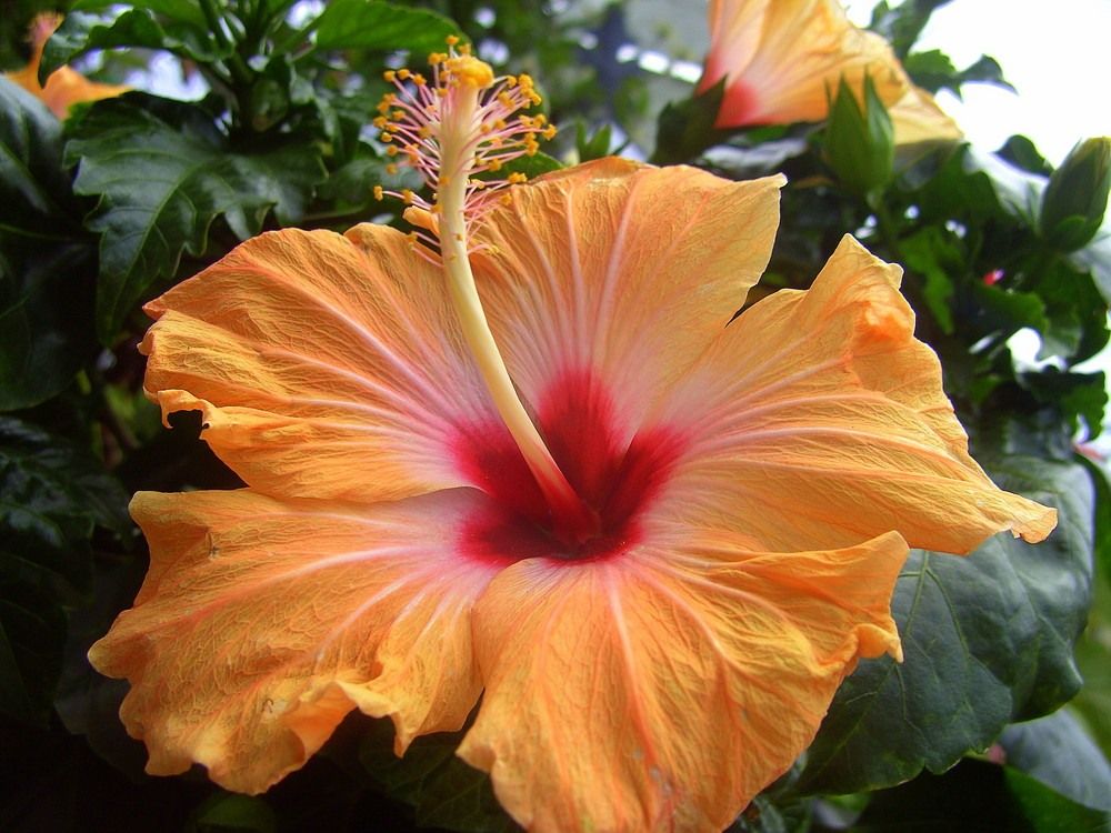 Curacao PJ2/DL8OBQ Curacao PJ2/DL8OBQ