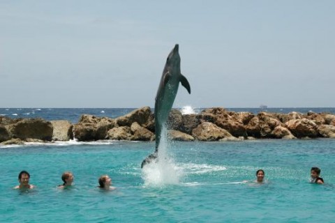 Curacao PJ2/K9SG Dolphin Curacao PJ2/K9SG Dolphin