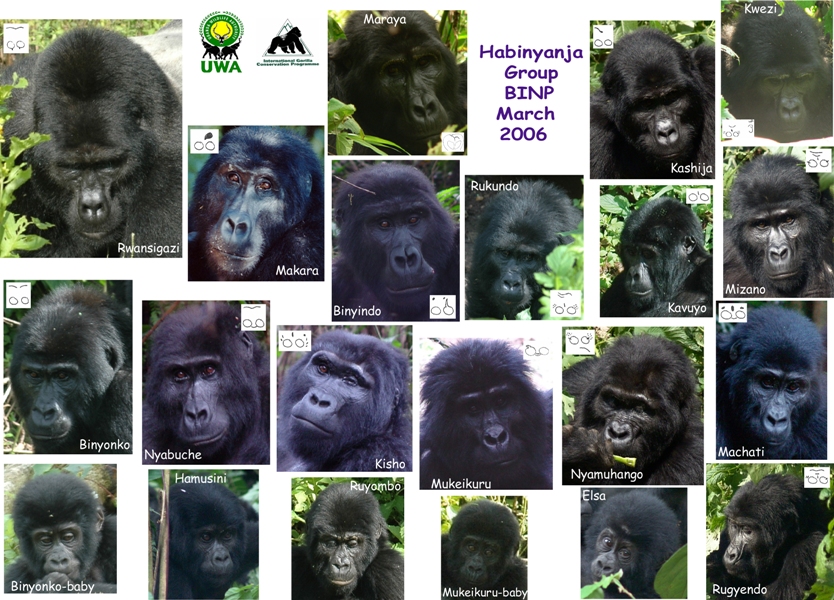 Democratic Republic Congo Gorillas Democratic Republic Congo Gorillas