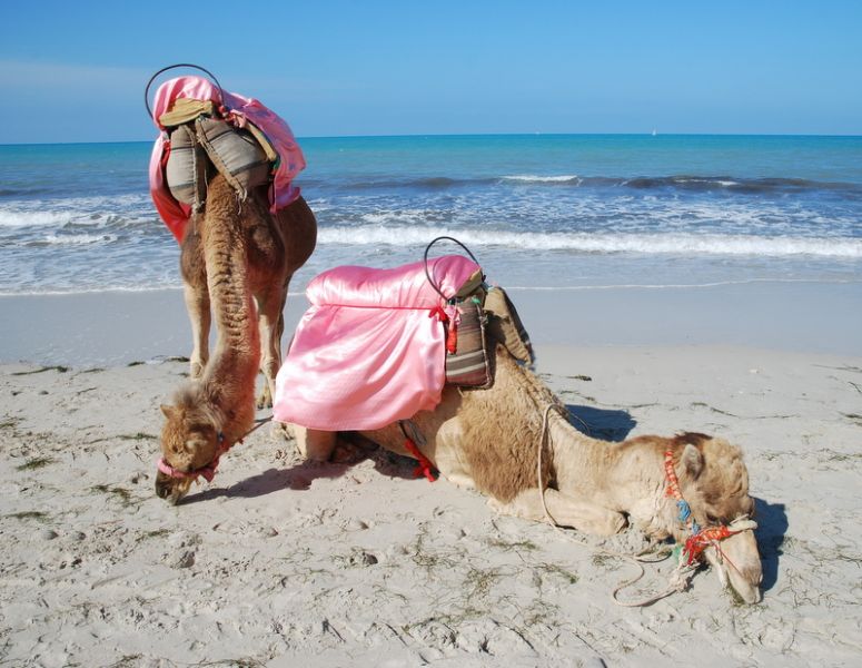 Djerba Island 3V8/IK0GDG/P DX News Djerba Island 3V8/IK0GDG/P DX News