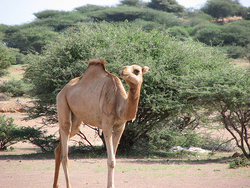 Джибути J28AA Джибути J28AA