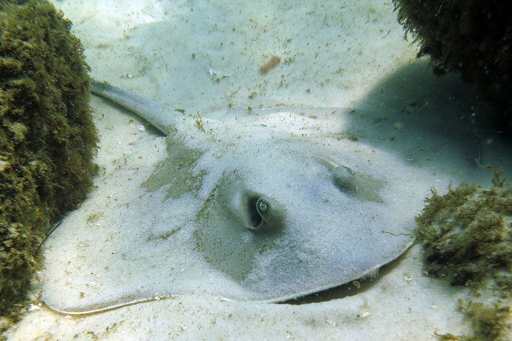 Dog Island K5TEN DX News Dog Island K5TEN DX News