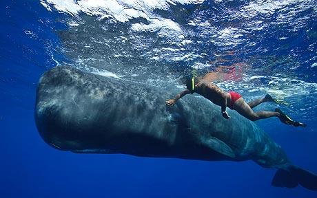 Dominica Island J73CCM Whale Dominica Island J73CCM Whale
