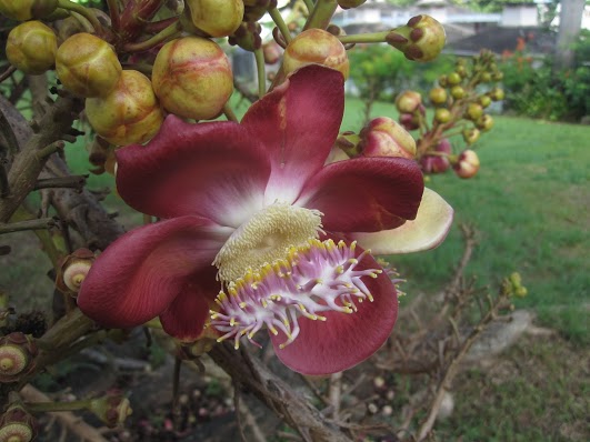 Остров Доминика J79TW  Остров Доминика J79TW