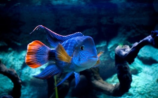 Остров Доминика J79TW DX Новости Остров Доминика J79TW DX Новости