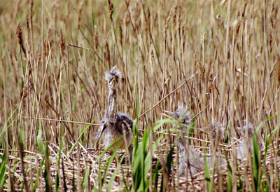 Dzendzik Island R7AL/P DX News