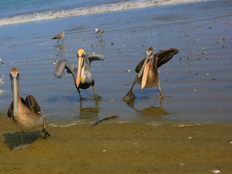 Эквадор HC2IMP DX Новости Эквадор HC2IMP DX Новости