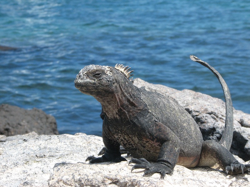 Ecuador HD91CM DX News Ecuador HD91CM DX News