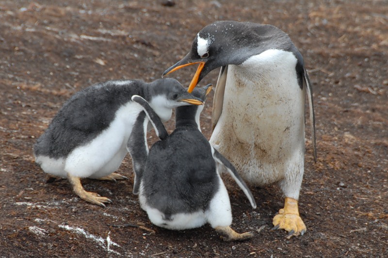 Falkland Islands VP8BTU Falkland Islands VP8BTU
