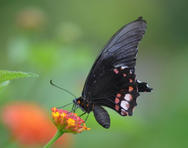 Французская Гвиана TO2A Фото FY1FV Цветок Какао и Бабочка Французская Гвиана TO2A Фото FY1FV Цветок Какао и Бабочка