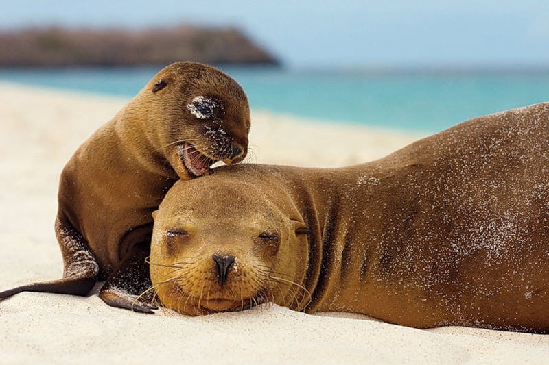 Galapagos Islands HC8/HC6EP