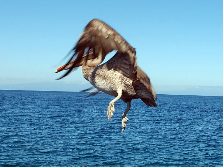 Galapagos Islands HC8/HC6EP Pelekane