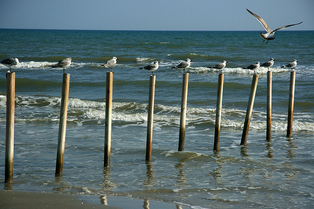 Остров Галвестон KT3Q/5 Остров Галвестон KT3Q/5