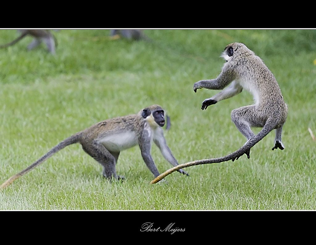 Gambia C5/G0KTO DX News Gambia C5/G0KTO DX News